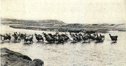 Llamas in Peru