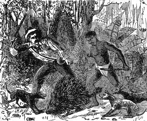 porcupine hunt