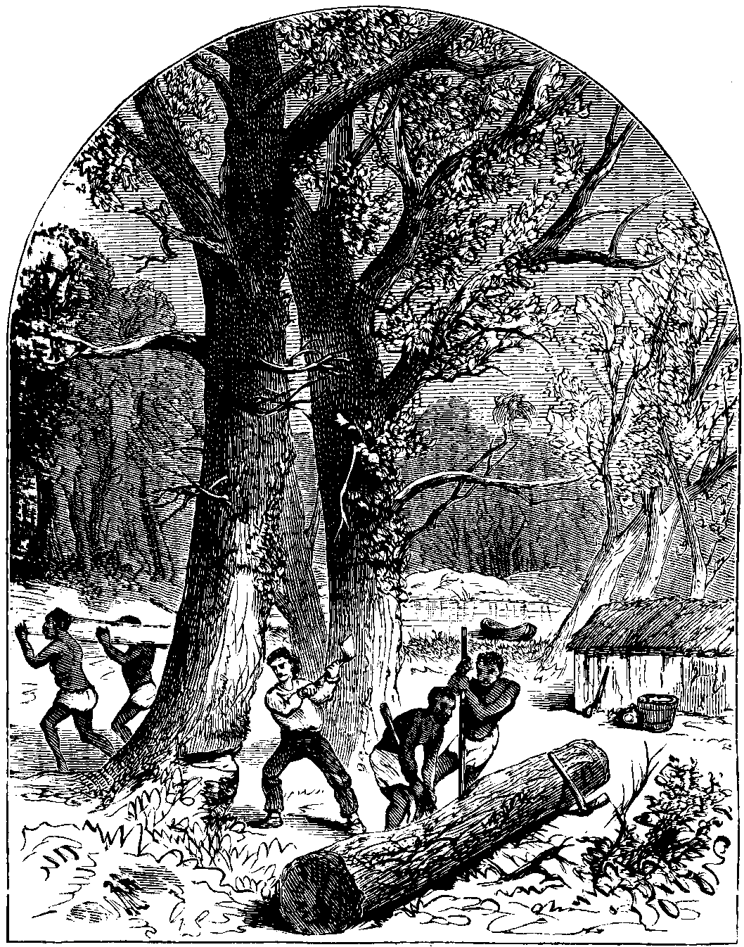 cutting ebony trees