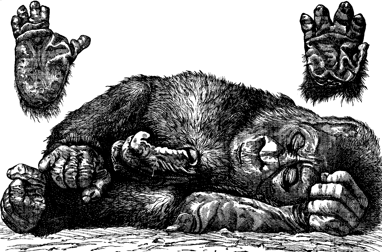gorilla