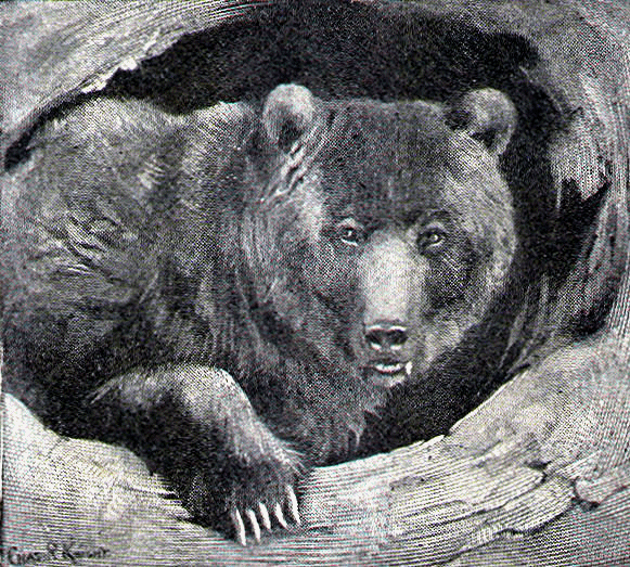 Black Bear