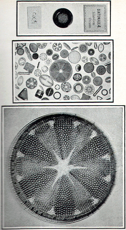 Microscopic plants