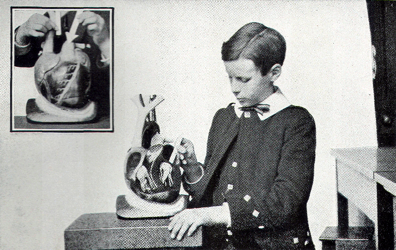 heart model