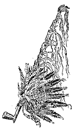 Calumet